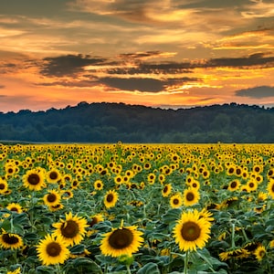 A Field of Sunflowers in bloom with evening light sunset - Nature Photography - Missouri - Fine Art Photograph Print - Award Winning Photo