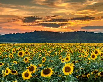 A Field of Sunflowers in bloom with evening light sunset - Nature Photography - Missouri - Fine Art Photograph Print - Award Winning Photo