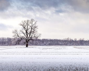Winter Tree in Snow Photography Print: Rural Missouri Landscape