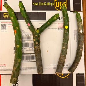 4 Hawaiian Plumeria Cuttings: Exotic Wailea, Espinada, King Kalakaua, Celadine yellow