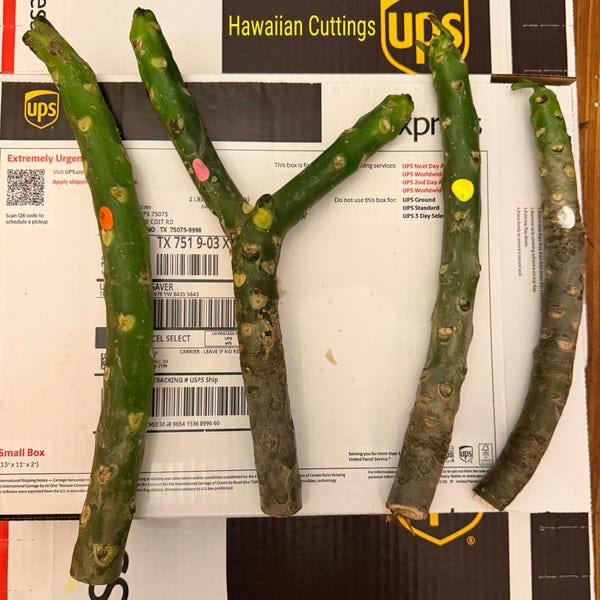 May include: Four green plumeria plant cuttings with textured bark and leaf scars. One cutting is Y-shaped, while the others are straight stems. Each cutting features a small circular sticker in orange, pink, yellow, or white, indicating variety.