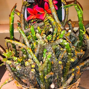 Plumeria Wailea from Hawaii
