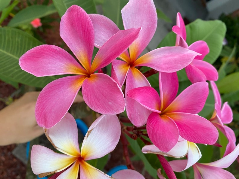 4 Plumeria Cuttings 4 Varieties from Hawaii included Etsy
