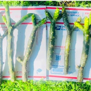 3 Hawaiian Plumeria Cuttings: Exotic Wailea, Espinada, King Kalakaua