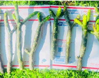 3 Hawaiian Plumeria Cuttings: Exotic Wailea, Espinada, King Kalakaua