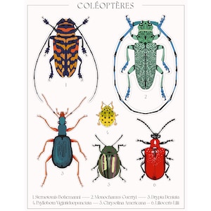 Whimsical Bug Sticker Collection | Beetle Stickers Laptop Stickers |  Journaling Stickers Planner Waterbottle Stickers | Gift for Him Her