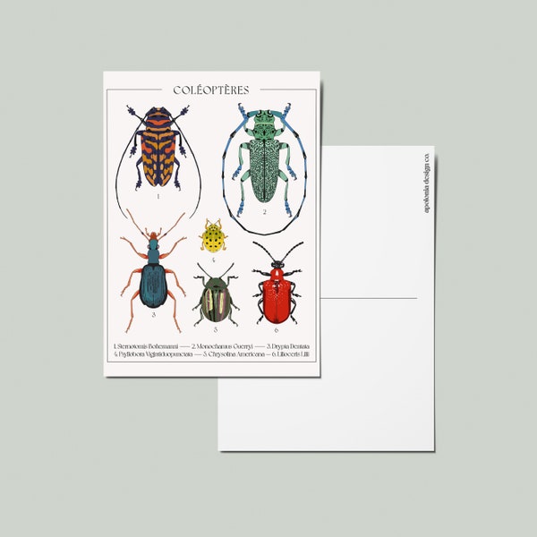 Colorful Beetle Postcard | Beautiful Nature Art Collection | Cute Stationery | Botanical Art Print