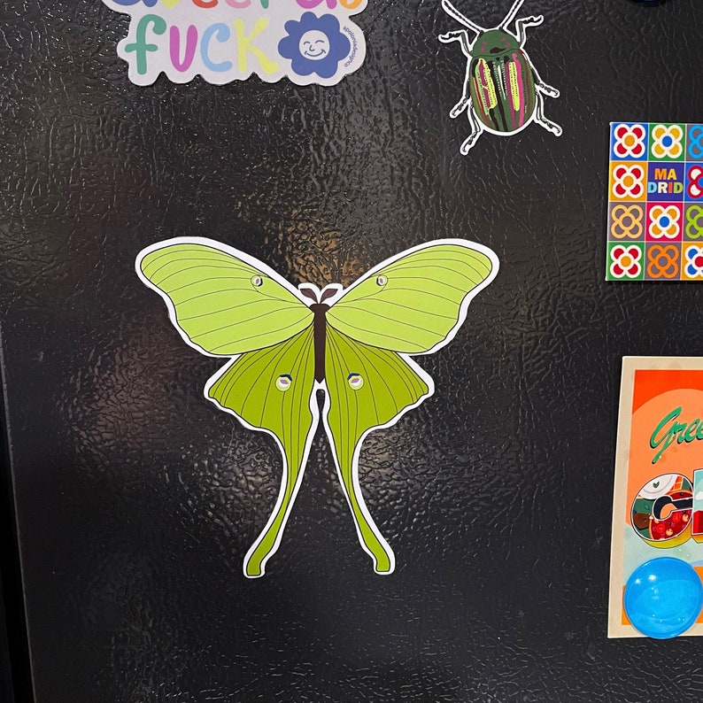 Luna Moth 5x5 Insect Fridge Gift for Etsy