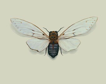 Ghost Cicada Art Print | Unique Entomology Decor | Botanical Poster | Bug Art Print | Gift for Oddities Lover