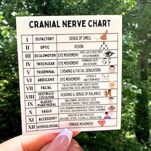 May include: A white laminated card with a black and white chart listing the 12 cranial nerves and their functions. Each nerve is numbered with a Roman numeral and includes an illustration of the nerve's function. The card is titled "Cranial Nerve Chart".