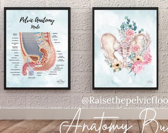 Pelvic Floor Anatomy Male and Female Medical Art Poster Bundle for Pelvic Health Clinic and Patient Education | Raise the Pelvic Floor