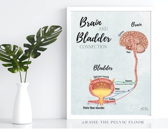 Brain and Bladder Educational Poster | Wall Art | Physiology of Urination Bradley Reflex Loop- Bladder, Urine, Cortex