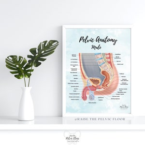 Male Pelvic Anatomy Poster Art Print Sagittal/ Side view Penis, Prostate, Testicle, Scrotum, Rectum, Pelvic Floor Anatomy, Prostatectomy image 1