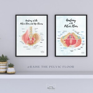 May include: Two anatomical illustrations of the pelvic floor muscles. The first image shows the pelvic floor and hip flexors, while the second image shows the pelvic floor muscles in three layers. Both images are in black frames and have a light blue background.
