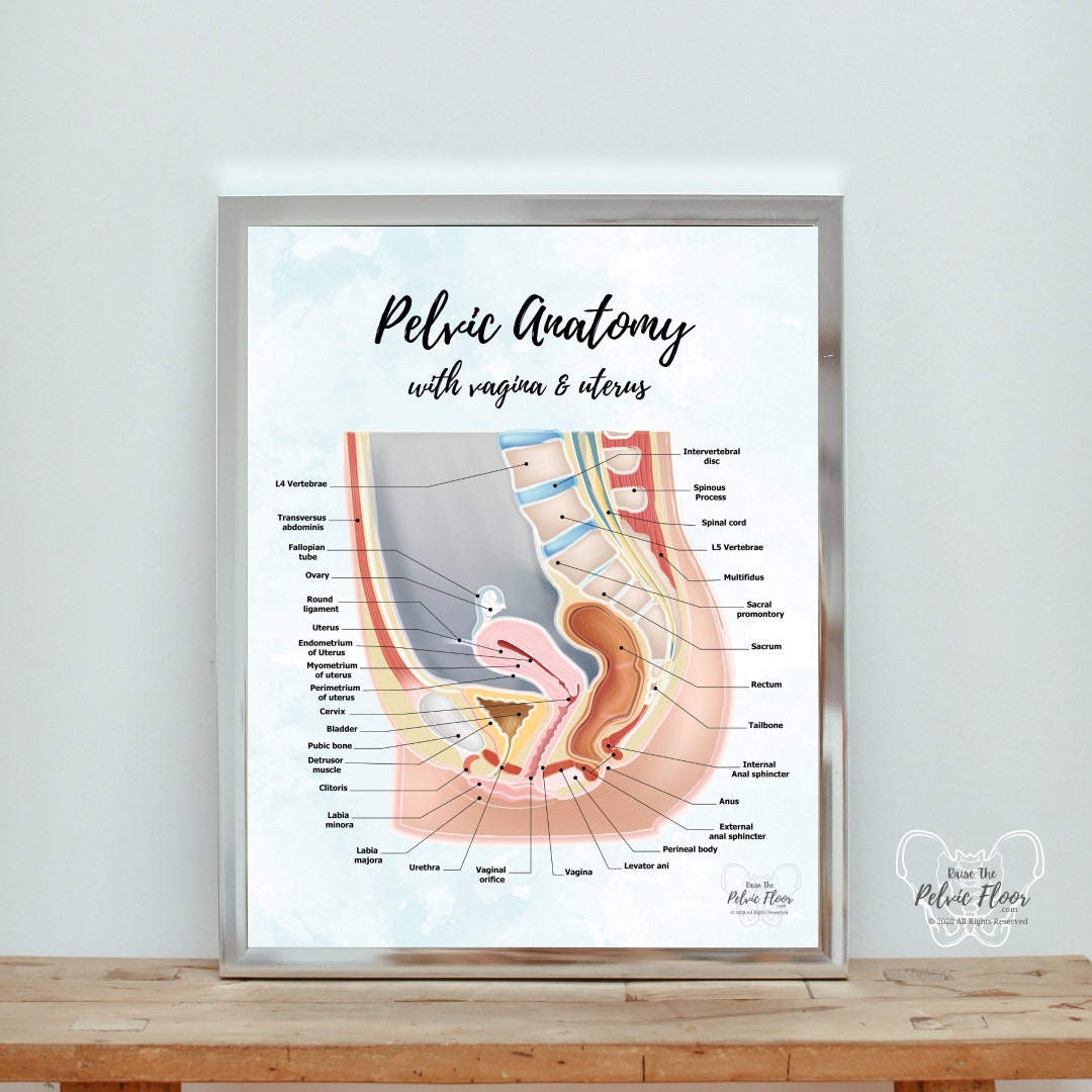 Art　Neutral　Poster　日本　Sagittal　Pelvic　Gender　Anatomy　Cavity　Etsy