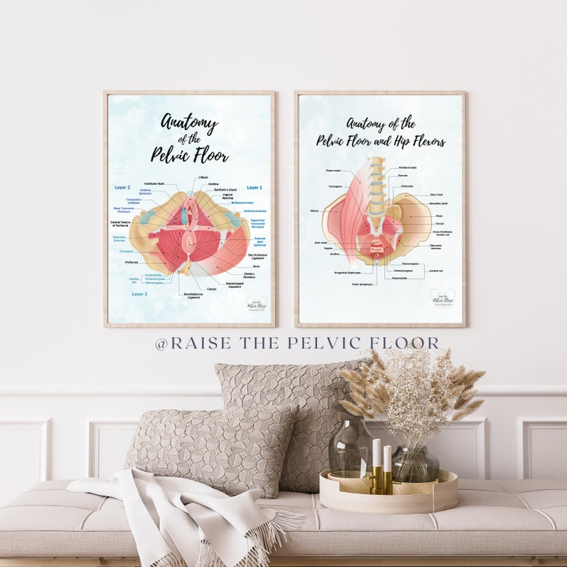 May include: Two anatomical illustrations of the pelvic floor muscles. The first image shows a detailed view of the pelvic floor muscles, labeled with their names. The second image shows the pelvic floor muscles in relation to the hip flexors. The text "Anatomy of the Pelvic Floor" and "Anatomy of the Pelvic Floor and Hip Flexors" is displayed on the top of each image. The text "@RAISE THE PELVIC FLOOR" is displayed at the bottom of the images.