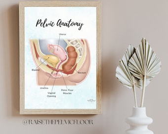 Pelvic Health Education and Pelvic Floor Art for Therapy Office Decor | Pelvic Floor Muscles Wall Art and Anatomy Poster