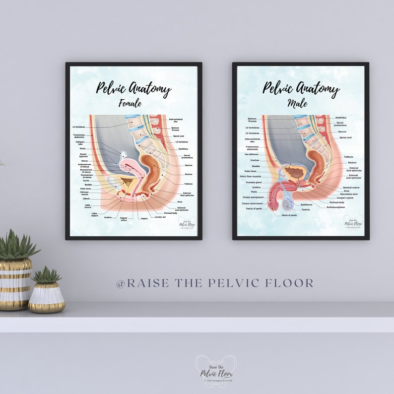 Male Pelvic Anatomy Poster Art Print Sagittal/ Side view Penis, Prostate, Testicle, Scrotum, Rectum, Pelvic Floor Anatomy, Prostatectomy image 2