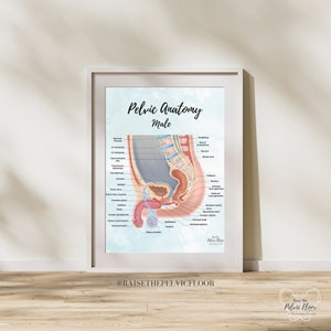 Male Pelvic Anatomy Poster Art Print Sagittal/ Side view Penis, Prostate, Testicle, Scrotum, Rectum, Pelvic Floor Anatomy, Prostatectomy image 4