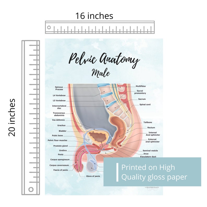 Male Pelvic Anatomy Poster Art Print Sagittal/ Side view Penis, Prostate, Testicle, Scrotum, Rectum, Pelvic Floor Anatomy, Prostatectomy image 6