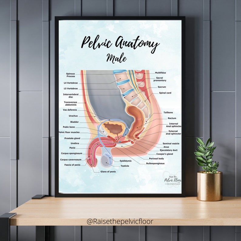 Male Pelvic Anatomy Poster Art Print Sagittal/ Side view Penis, Prostate, Testicle, Scrotum, Rectum, Pelvic Floor Anatomy, Prostatectomy image 3