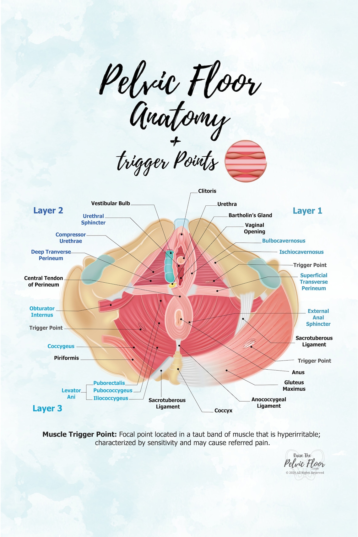 trigger-points-in-pelvic-floor-anatomy-poster-art-etsy
