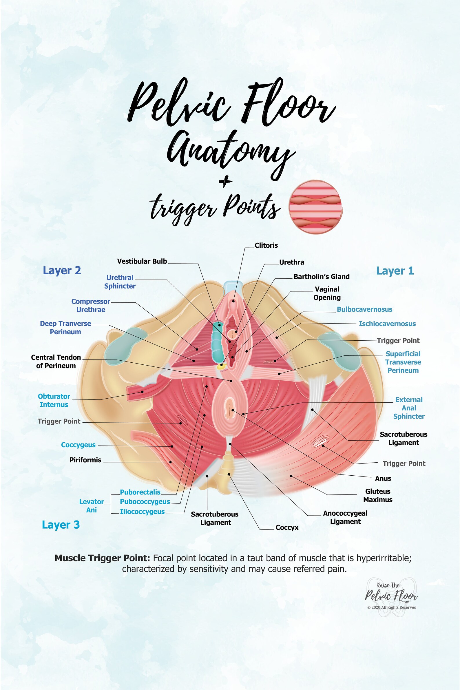 Trigger Points in Pelvic Floor Anatomy Poster Art  Etsy