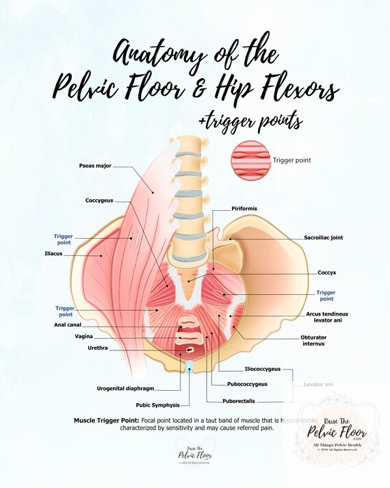 Anatomy of the Pelvic Floor and Hip Flexors Trigger Points | Etsy