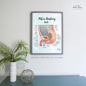 Male Pelvic Anatomy Poster Art Print Sagittal/ Side view Penis, Prostate, Testicle, Scrotum, Rectum, Pelvic Floor Anatomy, Prostatectomy image 5