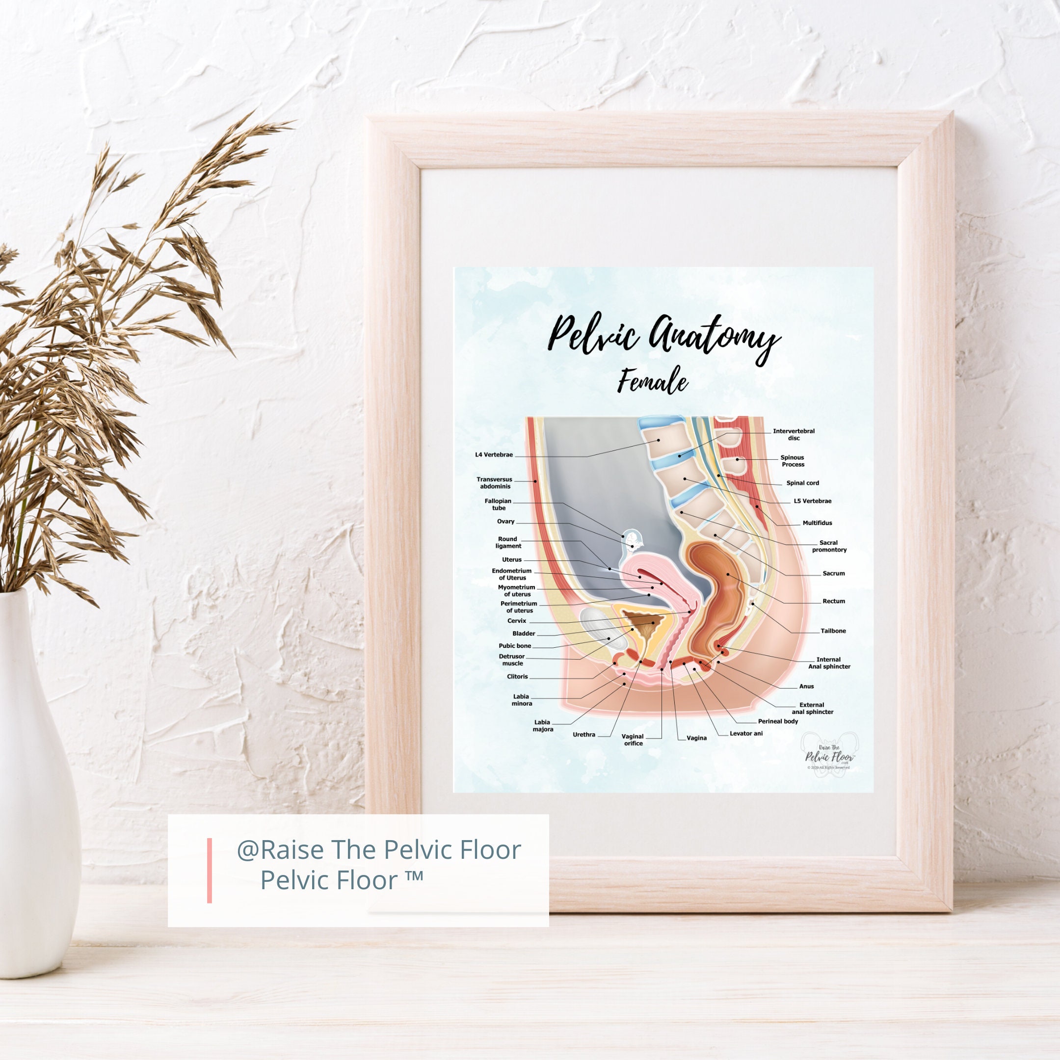 Female Pelvic Anatomy Poster Art Sagittal/ Side View Vagina, Uterus ...