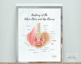 May include: A detailed anatomical illustration of the pelvic floor and hip flexors. The image shows the muscles, bones, and ligaments of the pelvic region. The illustration is labeled with the names of the different structures.