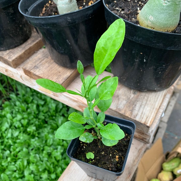 Kaffir Lime Plants