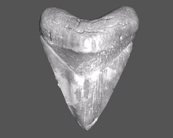 Megalodon Shark Tooth STL File | Real Prehistoric Shark Tooth Scan | Megalodon Fossil 3D Scan | 3D Printing File Scan | stl obj mtl png jpg