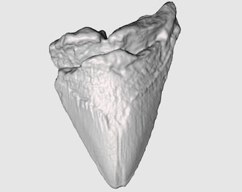 Megalodon Shark Tooth STL File | Real Prehistoric Shark Tooth Scan | Medium Megalodon Fossil 3D Scan | 3D Printing File Scan | 3D Model STL