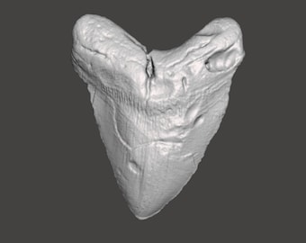 Megalodon Shark Tooth STL File | Real Prehistoric Shark Tooth Scan | Megalodon Fossil 3D Scan | 3D Printing File Scan | 3D Model STL