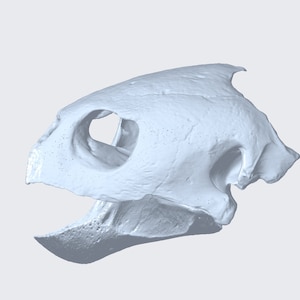 Puede incluir: Un modelo 3D impreso en azul claro de un cráneo de tortuga. El cráneo carece de la mandíbula inferior y tiene un gran agujero donde estaría la cuenca del ojo.