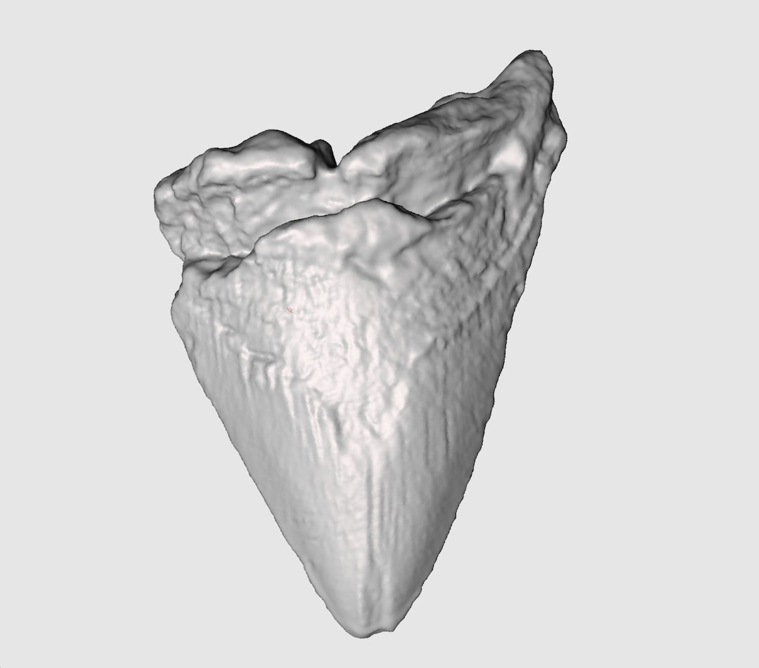Megalodon Shark Tooth STL File | Real Prehistoric Shark Tooth Scan ...