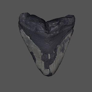 Pode incluir: Um dente de tubarão fossilizado de cor cinza escuro com esmalte branco. O dente tem forma triangular com uma ponta pontiaguda e bordas serrilhadas.