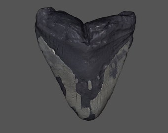 Megalodon Shark Tooth STL File | Real Prehistoric Shark Tooth Scan | Megalodon Fossil 3D Scan | 3D Printing File Scan | stl obj mtl png jpg
