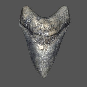Pode incluir: Um dente de tubarão fossilizado de cor cinza e branca. O dente tem forma triangular com uma ponta pontiaguda.