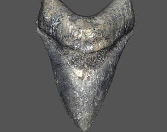 Megalodon Shark Tooth STL File | Real Prehistoric Shark Tooth Scan | Megalodon Fossil 3D Scan | 3D Printing File Scan | stl obj mtl png jpg