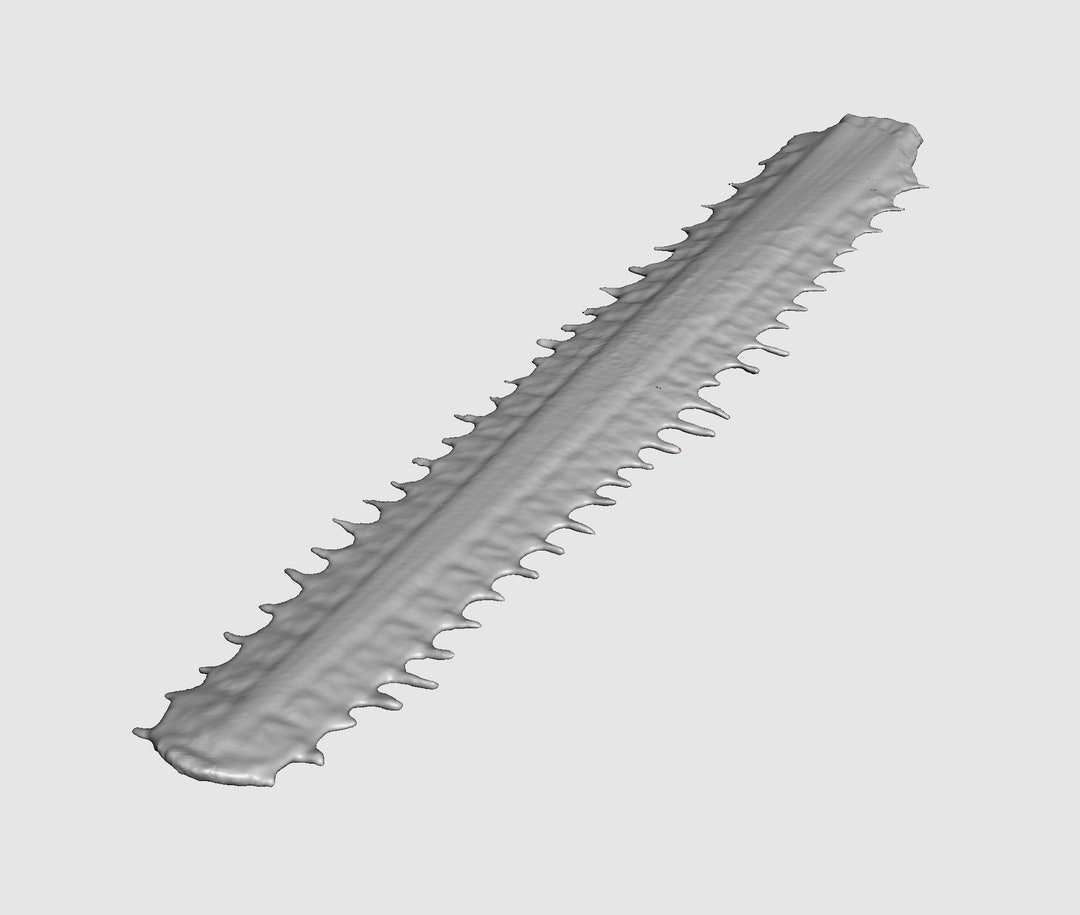 Sawfish Rostrum STL File | Real Sawfish Rostrum 3D Scan | Shark STL ...