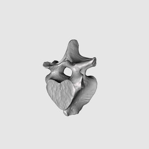 Manatee Vertebrae STL File Manatee Vertebrae 3D Scan 3D Pintable