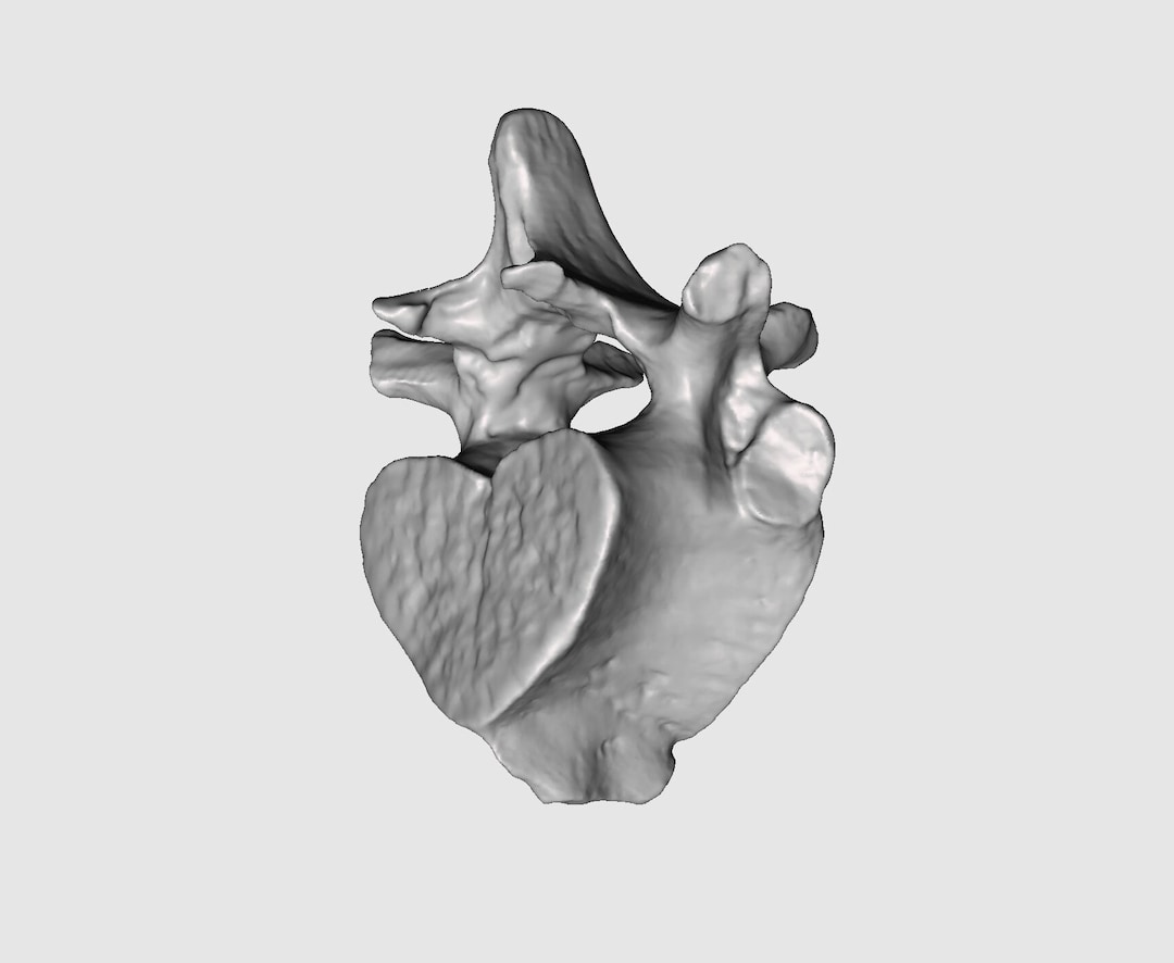 Manatee Vertebrae STL File Manatee Vertebrae 3D Scan 3D Pintable