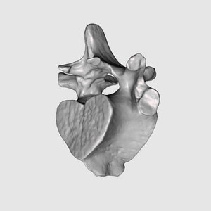 以下が含まれることがあります： 人間の椎骨の3Dプリントモデルで、骨の構造の複雑な詳細を示しています。