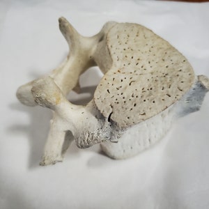 Manatee Vertebrae STL File Manatee Vertebrae 3D Scan 3D Pintable