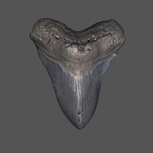 Megalodon Shark Tooth STL File | Real Prehistoric Shark Tooth Scan | Megalodon Fossil 3D Scan | 3D Printing File Scan | stl obj mtl png jpg