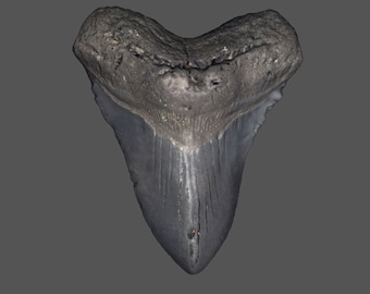 Megalodon Shark Tooth STL File | Real Prehistoric Shark Tooth Scan | Megalodon Fossil 3D Scan | 3D Printing File Scan | stl obj mtl png jpg