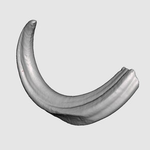 Eber Tusk STL-Datei | Echter Eberhauer 3D Scan | Tusk STL-Datei | Wildschwein Tusk 3D Modell | Tusk 3D Model 3D Druckdatei Scan | 3D-Modell STL