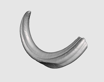 Boar Tusk STL File | Real Boar Tusk 3D Scan | Tusk STL File | Boar Tusk 3D Model | Tusk 3D Model 3D Printing File Scan | 3D Model STL